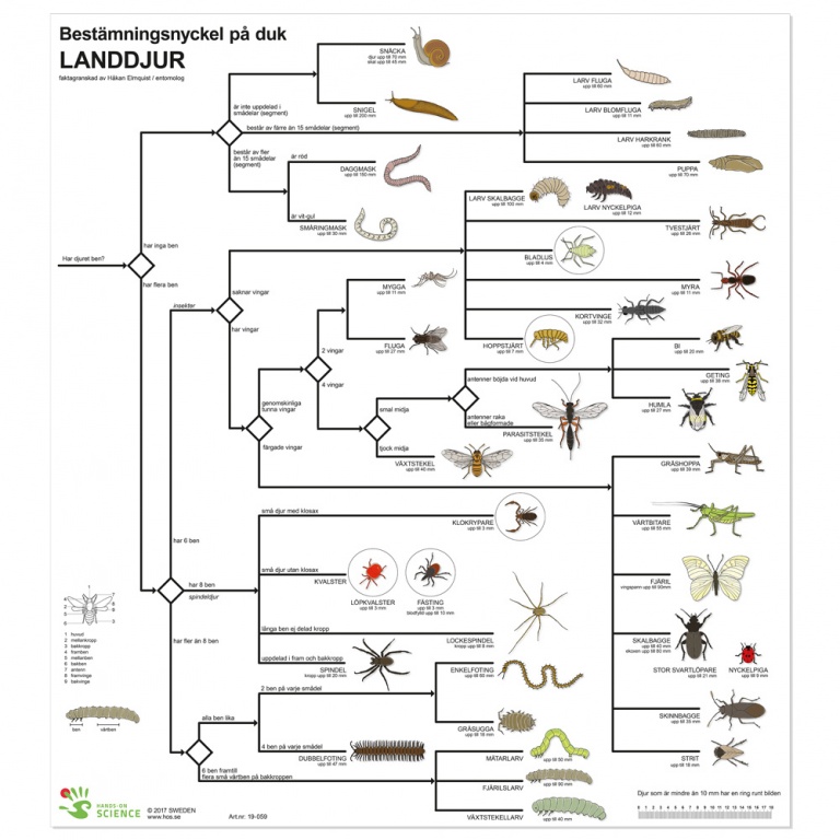 Bestämningsnyckel Landdjur plast FÄRG