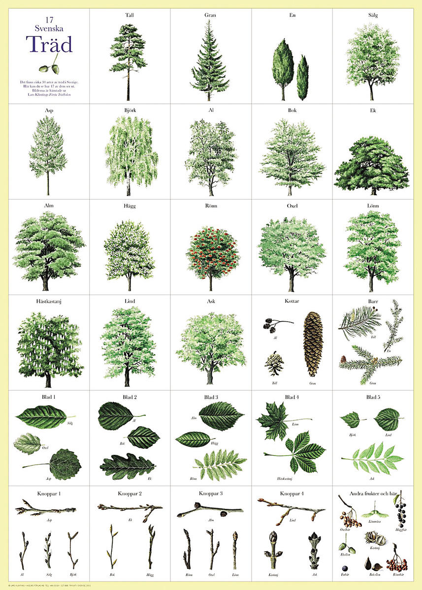 Affisch Svenska Träd