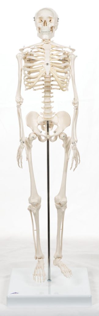 Skelett, människa, 84 cm