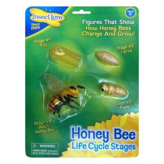 Biets livscykel, modeller