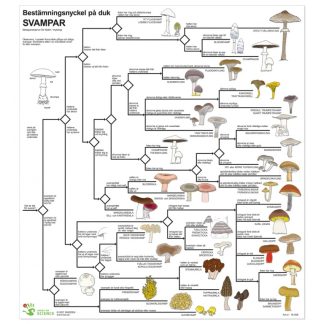 Bestämningsnyckel Svamp plast FÄRG