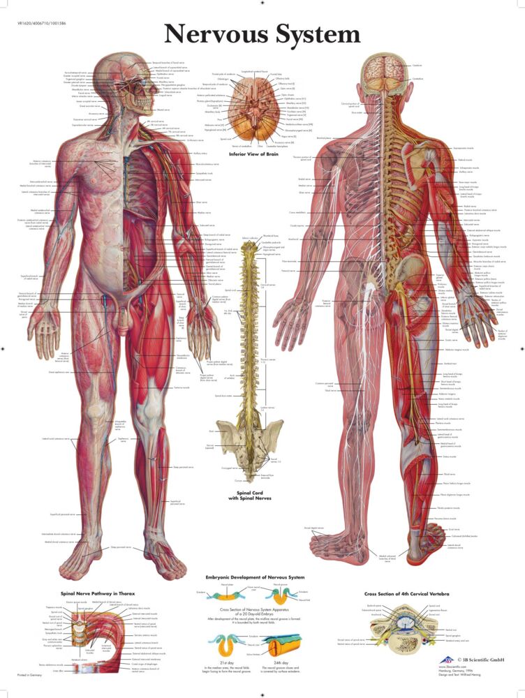 Nervsystemet plansch