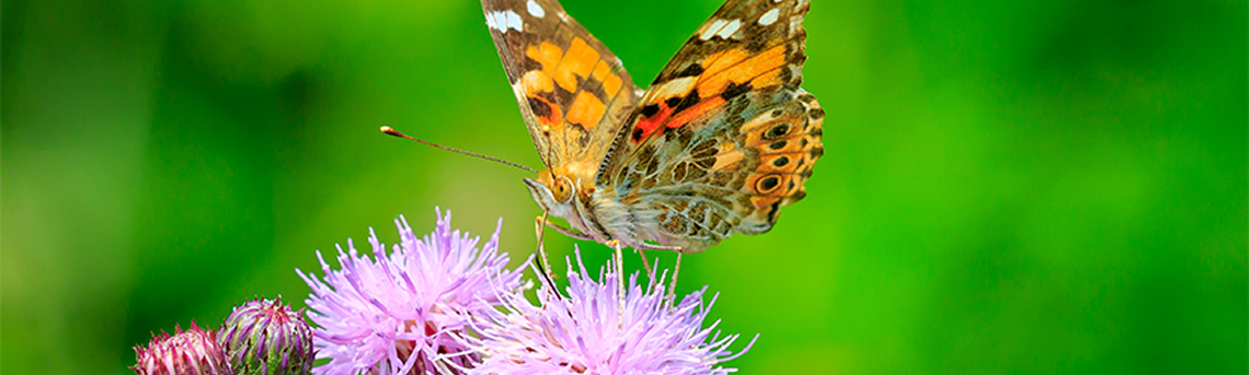 Fjärilar & levande material