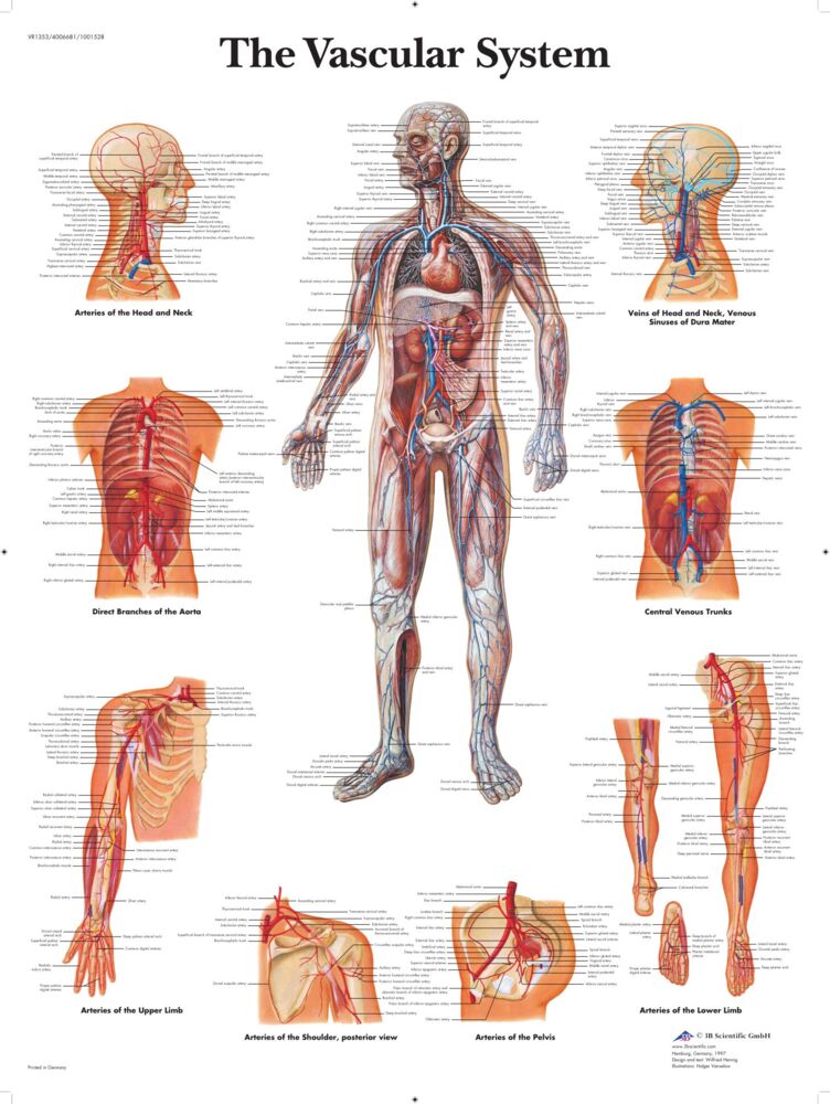 Blodomloppet plansch