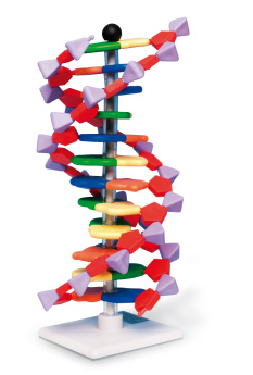 DNA Modellsats