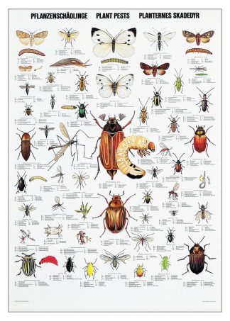 Affisch Insekter och Skadedjur