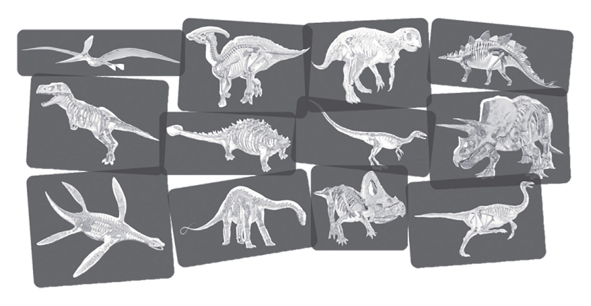 Röntgenbilder Dinosaurier