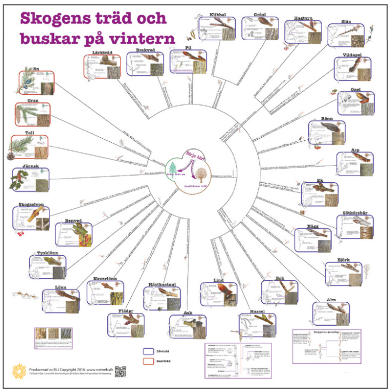 Bestämningsnyckel buskar, blad- och barrträd