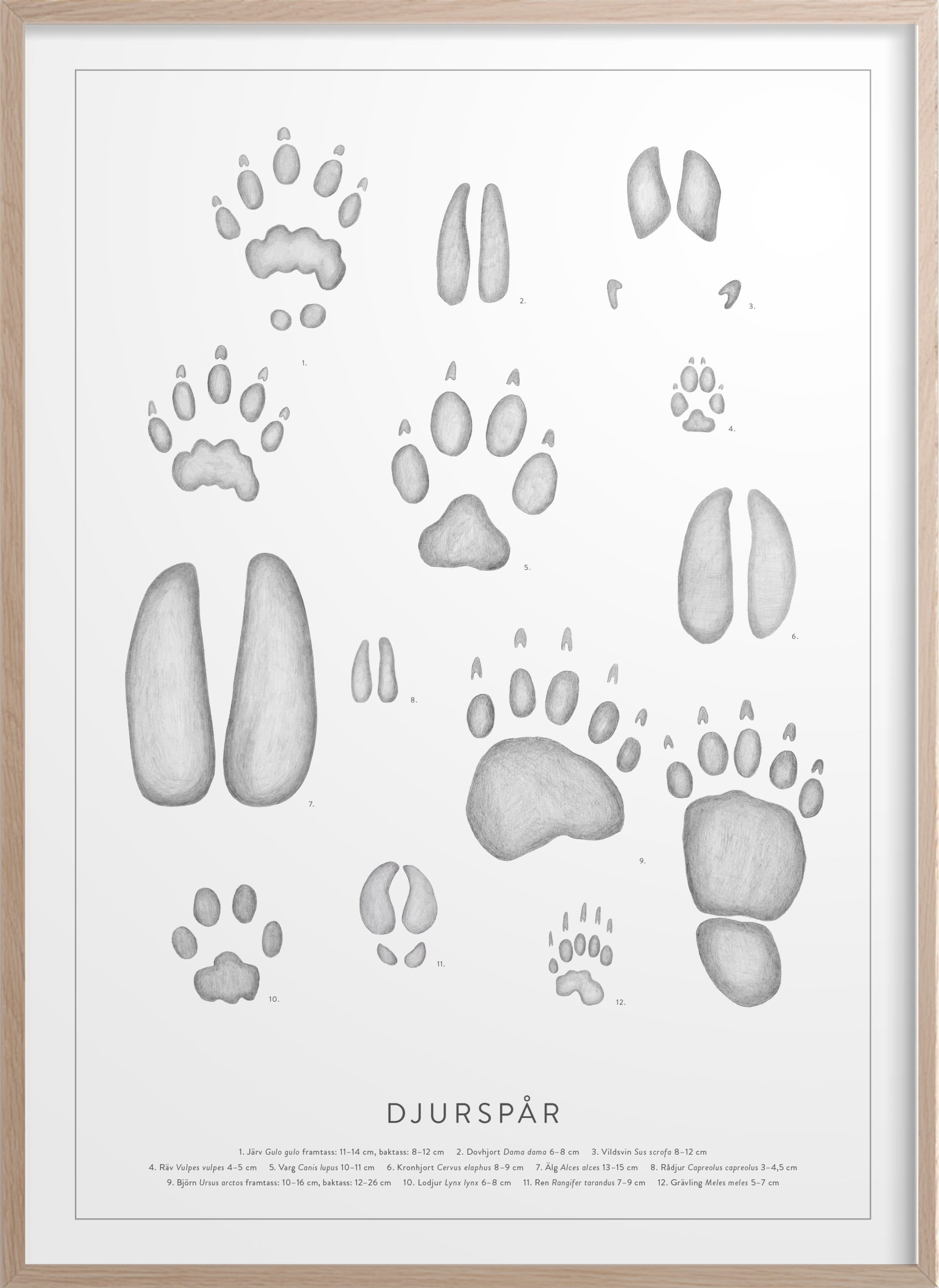 Affisch djurspår, Kunskapstavlan® 50x70 cm