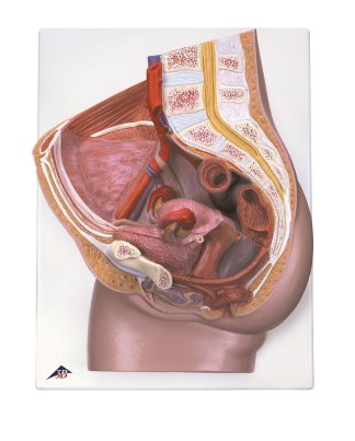 Bäcken kvinnlig - modell