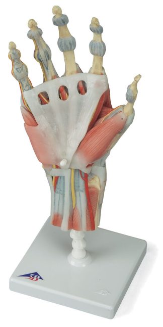 Hand med muskler och ligament - modell