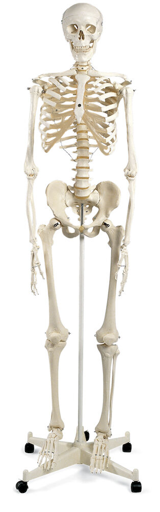 Skelett, människa, i naturlig storlek - 176,5 cm