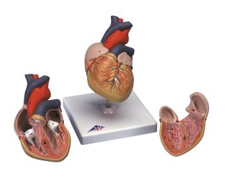 Hjärta - modell på stativ