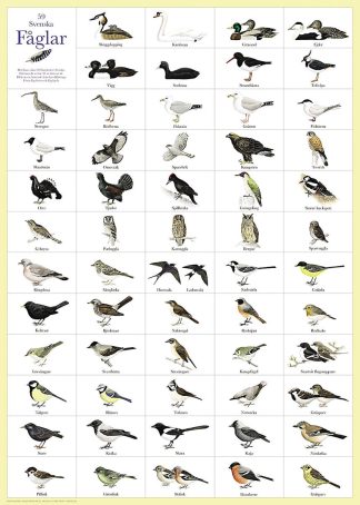 Affisch Svenska Fåglar