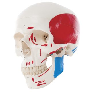 Kranium i naturlig storlek - modell