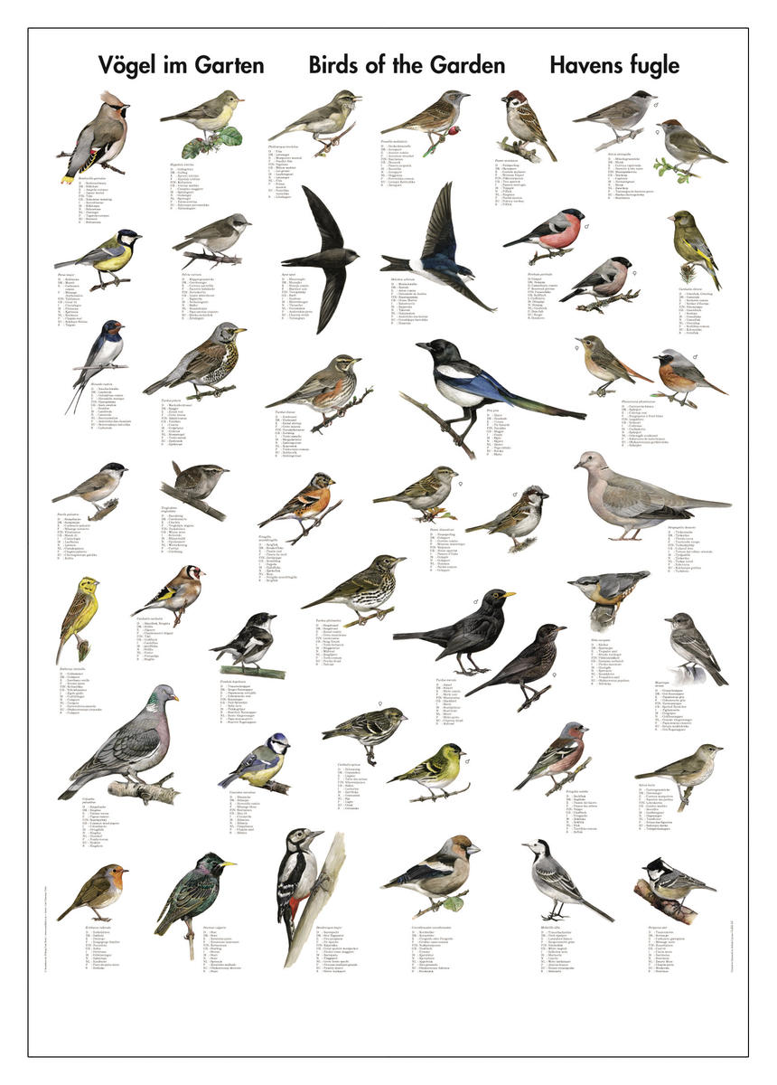 Affisch fåglar i trädgården