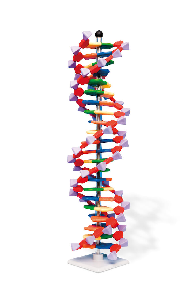 DNA dubbelspiral, miniDNA® - modellsats
