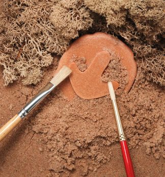 d1510be5bb5ae83a0fa04d7f4c0f8b85_0001.jpg Dinosauriespår