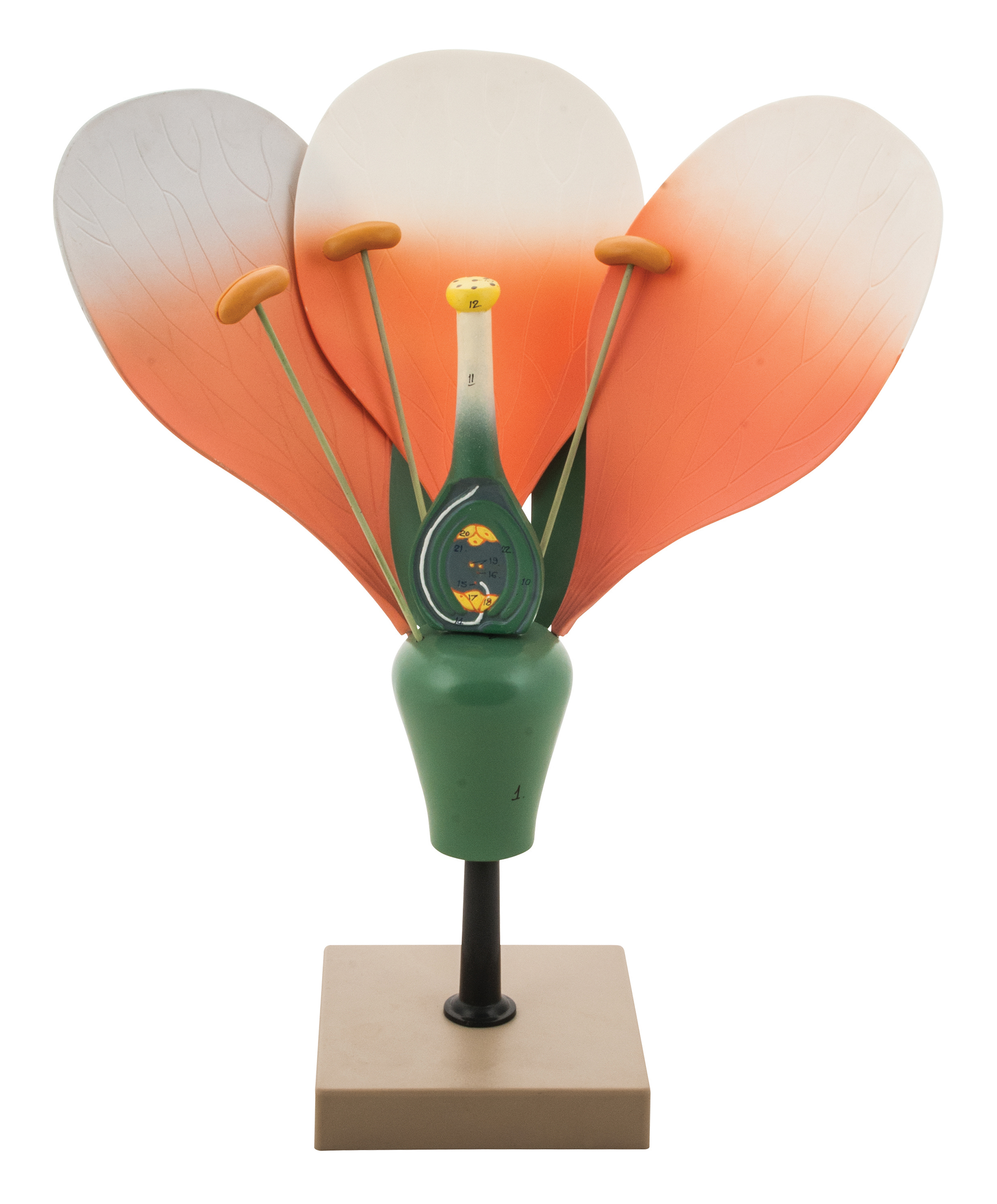 Modell blomma tvåhjärtbladig