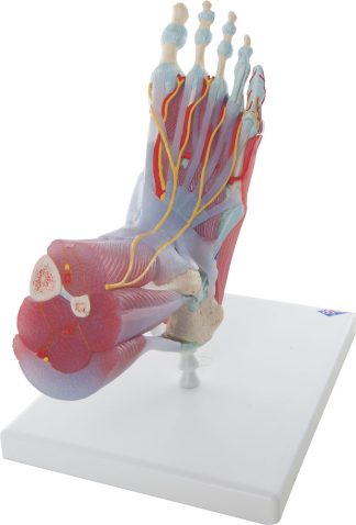 Fot med muskler och ligament - modell