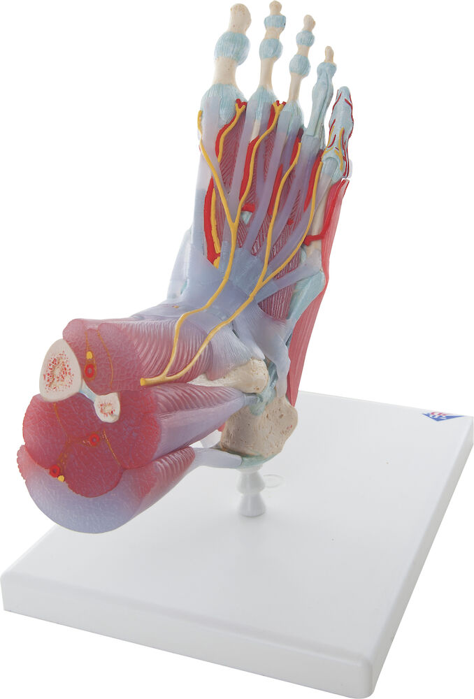 Fot med muskler och ligament - modell