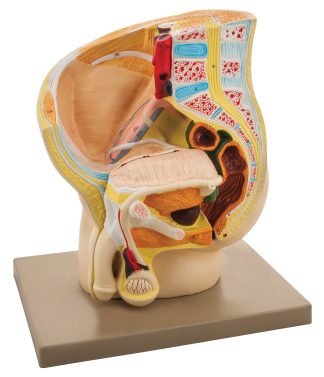 Modell manligt bäcken - modell