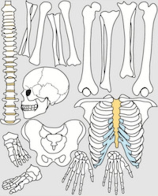 Skelett 116 cm, magnetiskt