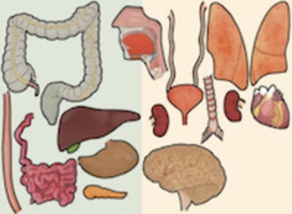 Organ 88 cm, magnetiskt