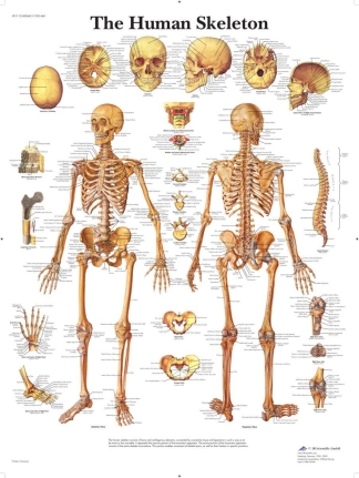 Affisch laminerad - Skelettet