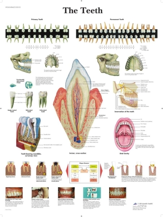 Affisch laminerad - Tänderna