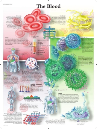Affisch laminerad - Blodomloppet