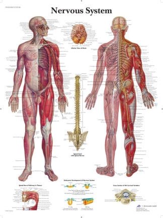 Affisch laminerad - Nervsystemet