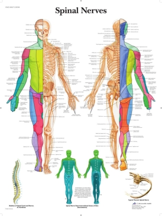 Affisch laminerad - Perifiera Nervsystemet