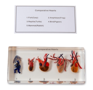 Hjärtats utveckling, 5 djurgrupper