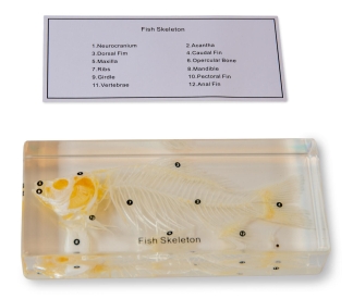 Skelett fisk