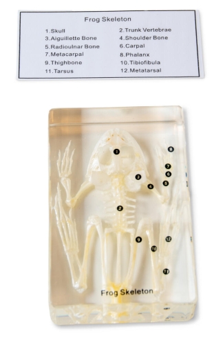 Skelett groda